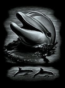 Kratzbild Silber Delfinkopf
